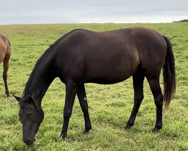 Dressurpferd Katjuscha (Trakehner, 2022, von Hibiskus)