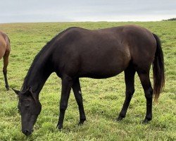 dressage horse Katjuscha (Trakehner, 2022, from Hibiskus)