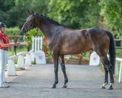 dressage horse Vincento 17 (Westphalian, 2020, from Valdiviani)