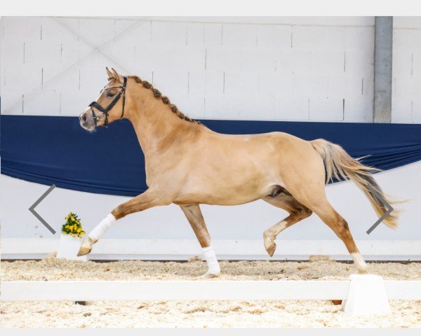 dressage horse Steendieks Dembélé (German Riding Pony, 2021, from Steendieks Morgensterns Dalai)