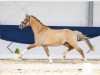 dressage horse Steendieks Dembélé (German Riding Pony, 2021, from Steendieks Morgensterns Dalai)