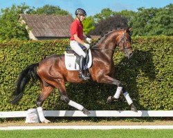 dressage horse Hengst von Dynamic Dream / Cascadello I (Westphalian, 2021, from Dynamic Dream)