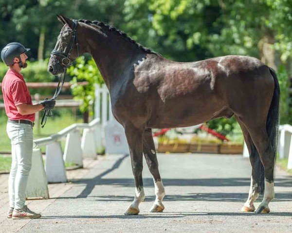 dressage horse Final Fun (Oldenburg, 2019, from For Final)