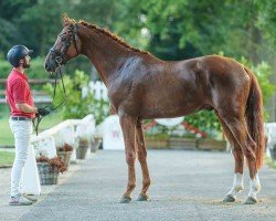 dressage horse Voyageur (Westphalian, 2022, from Vitalis)