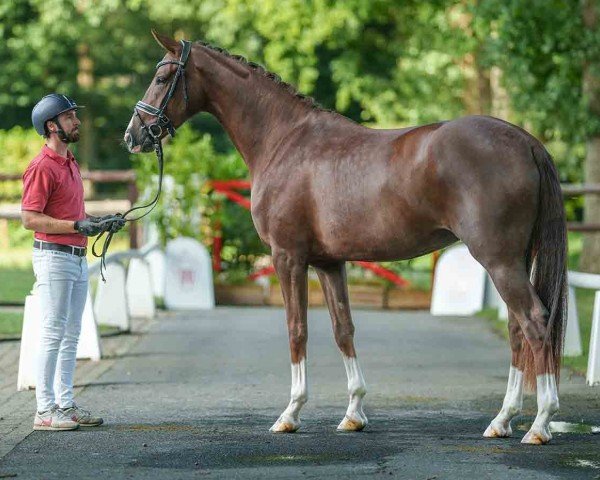 dressage horse Burberry (Westphalian, 2021, from Callaho's Benicio)