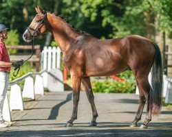 dressage horse Stradivari (Westphalian, 2021, from Sir Heinrich OLD)