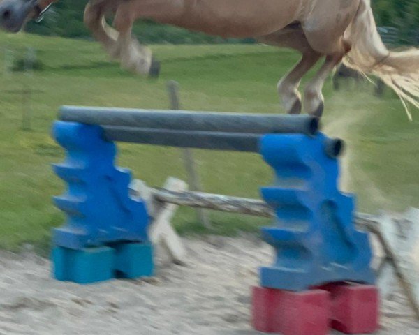 broodmare Röschen (Haflinger, 2016, from Wirbelsturm-P)