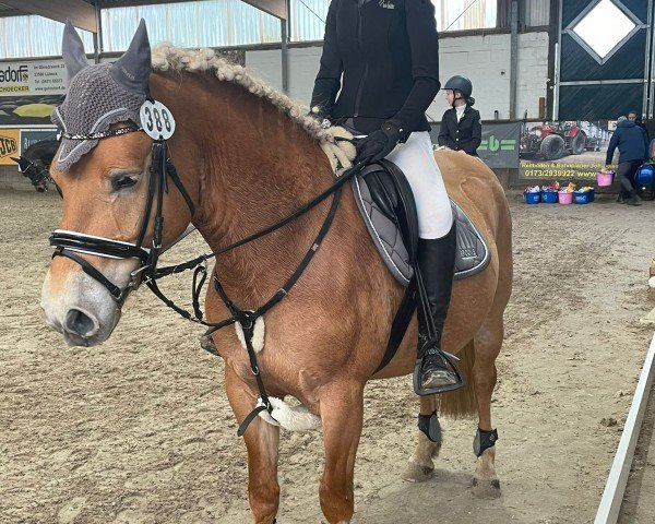 Zuchtstute Röschen (Haflinger, 2016, von Wirbelsturm-P)