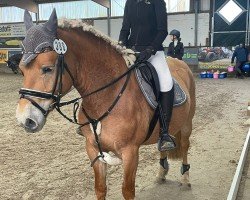 broodmare Röschen (Schleswig Heavy Draft, 2016, from Wirbelsturm-P)