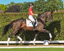 dressage horse Valerio P (Hanoverian, 2021, from Vaderland OLD)