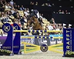 jumper My Miss Marpel (Oldenburg show jumper, 2014, from Mylord Carthago)