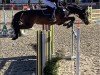 jumper Charlys Girl (Oldenburg show jumper, 2010, from Check In 2)