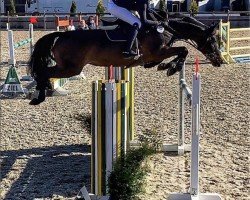 jumper Charlys Girl (Oldenburg show jumper, 2010, from Check In 2)