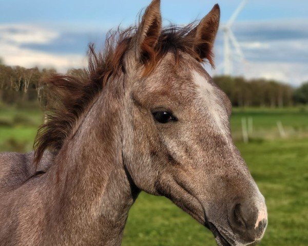 Springpferd De Seute Deern LH (Daisy) (Hannoveraner, 2023, von Diathletico FRH)