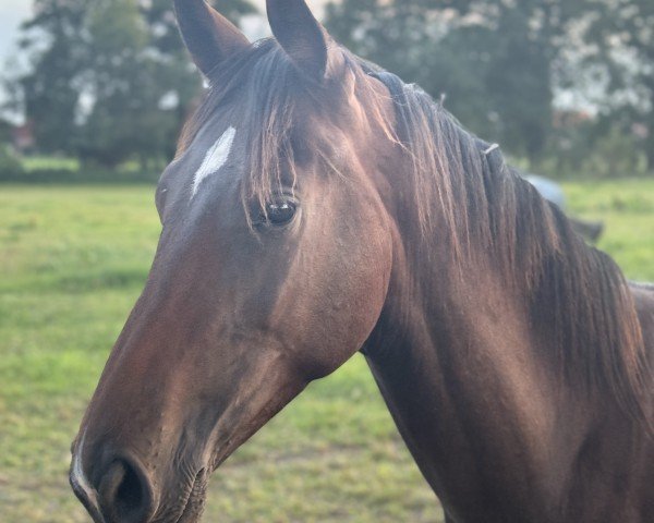 dressage horse Divano Noir (Hanoverian, 2023, from Nechristo)