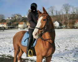 broodmare Red Tiger (Thoroughbred, 2013, from Darsalam xx)