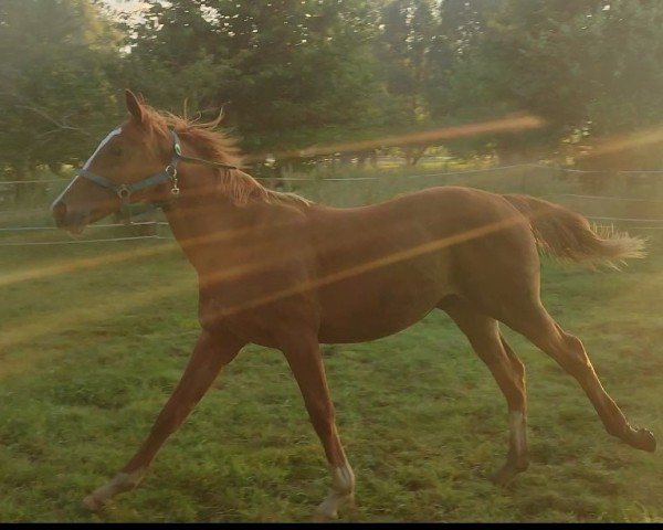 Pferd Ratholo (Englisches Vollblut, 2023, von Intendant xx)