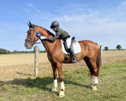 dressage horse Colo-Nel M (KWPN (Royal Dutch Sporthorse), 2007, from Tolando)