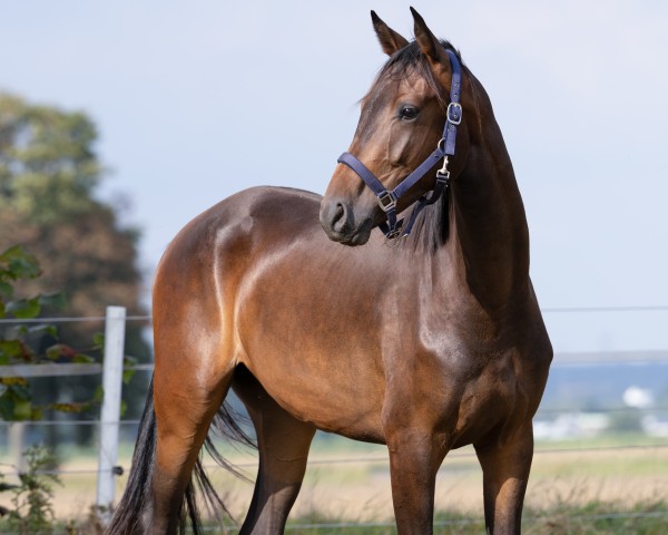 dressage horse Fine Finneas S (Hanoverian, 2022, from Für immer du)