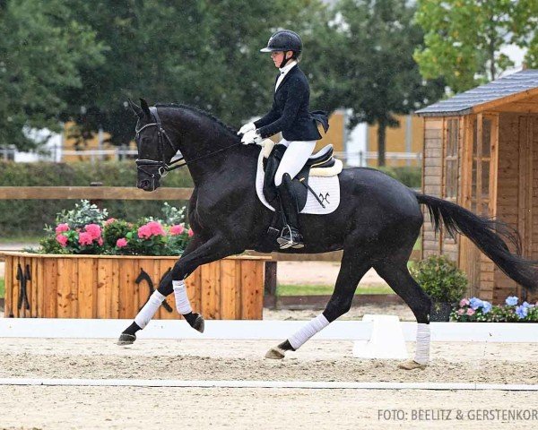 dressage horse Tarabas (Hanoverian, 2021, from Top Gear)