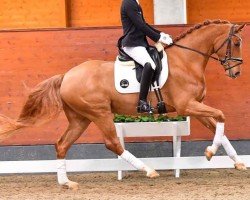 dressage horse Florin 43 (Hanoverian, 2019, from Floris Prince)