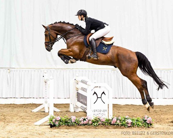 horse Nepomuk (Hanoverian, 2020, from Nartago)