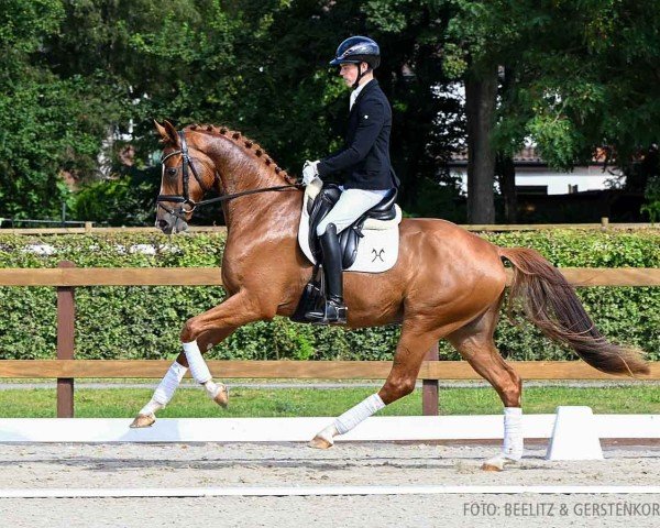 dressage horse Europe (Hanoverian, 2020, from Escamillo)