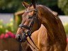 dressage horse Von Otto S (Hanoverian, 2020, from Valdiviani)