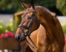 dressage horse Von Otto S (Hanoverian, 2020, from Valdiviani)