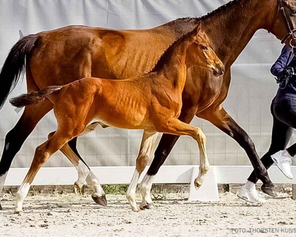 foal by Dejan S (Hanoverian, 2024, from Despacito 16)