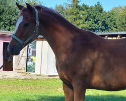 dressage horse Vincent von der Dänenwiek (German Riding Pony, 2022, from Bünteeichen Vivaldo)