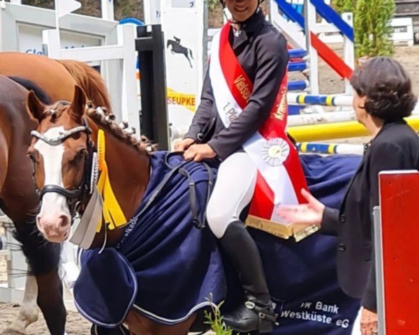 Springpferd Arvalon Hugo Boss (Welsh-Cob (Sek. C), 2009, von Dwyfor Scooby Do)