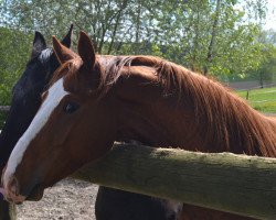 dressage horse Looping Louie (German Sport Horse, 2014, from Londonderry)