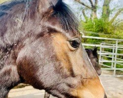 dressage horse Berenice (Hanoverian, 2023, from Bonhoeffer)