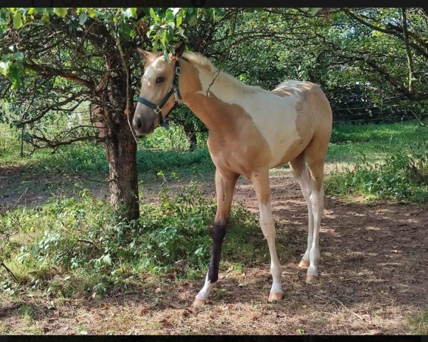 horse Magic of Pentecost (Paint Horse, 2023, from Magic On Ice)