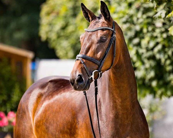 dressage horse Despacita (Hanoverian, 2020, from Despacito 16)