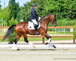 Dressurpferd Total Honey (Hannoveraner, 2020, von Total Hope OLD)