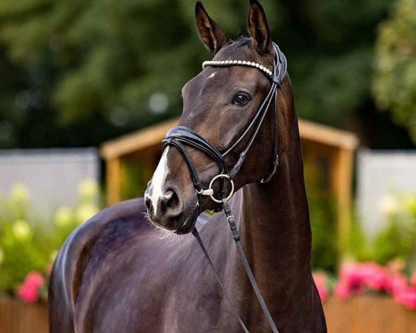 dressage horse Solitär 57 (Hanoverian, 2020, from Secret)