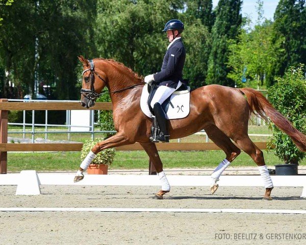 dressage horse Diva (Hanoverian, 2020, from Destacado FRH)