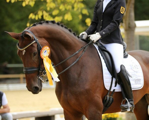 broodmare Rivale 48 (KWPN (Royal Dutch Sporthorse), 2008, from Spielberg)