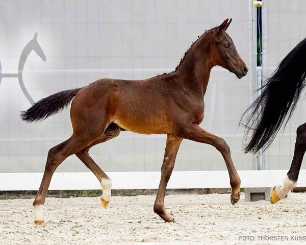 foal by Dark Romance G (Hanoverian, 2024, from Dynamic Dream)