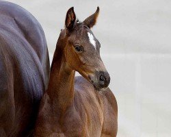 foal by Sanna Skön (Hanoverian, 2024, from San Amour I)