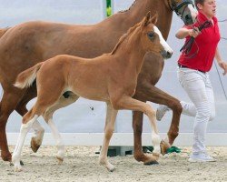 dressage horse Billy Be (Westphalian, 2022, from Beck's FRH)