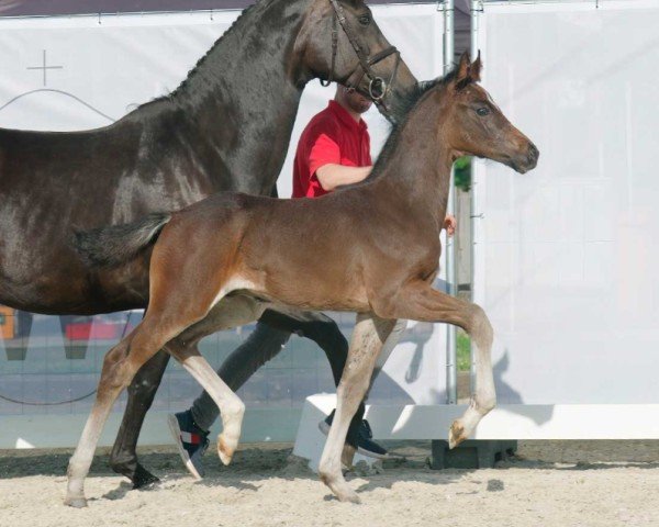 jumper Chameur de Pippilotta (Westphalian, 2022, from Coeur De Bella Donna)