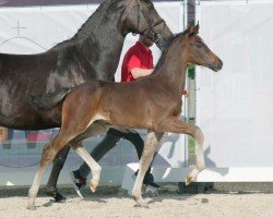 Springpferd Chameur de Pippilotta (Westfale, 2022, von Coeur De Bella Donna)