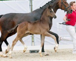 Dressurpferd Don Diego (Westfale, 2022, von Dancier Gold FRH)