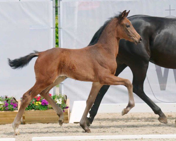 Dressurpferd Valenzia (Westfale, 2022, von Valverde NRW)