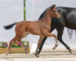 dressage horse Valenzia (Westphalian, 2022, from Valverde NRW)