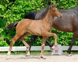 dressage horse Zuckerpuppe (Westphalian, 2022, from Zoom)