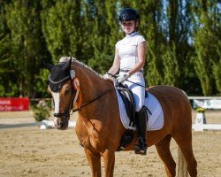 dressage horse Dearly B (German Riding Pony, 2006, from Danny Gold)